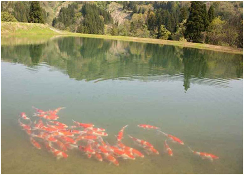 Cara Membuat Air Kolam Bening dalam Dua Hari